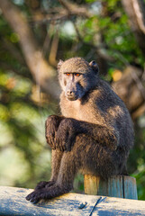 A young Chacma Baboon warms herself in the morning sun