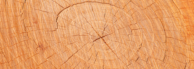 Fototapeta premium Texture of old wooden tree cut surface,detailed dark brown and orange tones of a felled tree trunk or stump,ough organic texture.