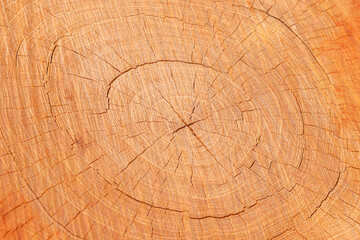 Naklejka premium Texture of old wooden tree cut surface,detailed dark brown and orange tones of a felled tree trunk or stump,ough organic texture.