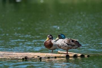 Two ducks on a raft of reeds. One sleeping, one awake.