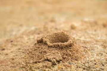 Ant Nest