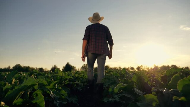 Agriculture. man in rubber boots walks across green field. farmer works in beet field at sunset. Vegetable plantation. Growing organic vegetables. Farmer in rubber boots. agronomist works in garden.