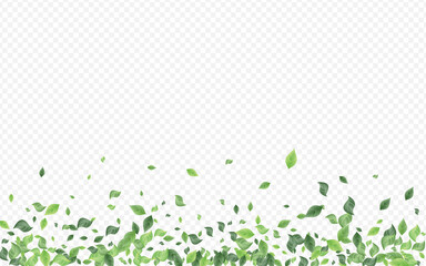 Lime Leaves Spring Vector Transparent Background