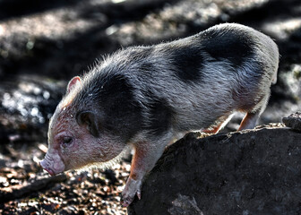 Piglet of domestic minipig on the stone in its enclosure