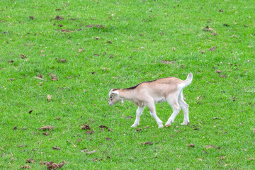 Close Up Of A Young Goat Running On The Grass