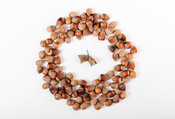 flatlay of whole unpeeled hazelnut on the white background