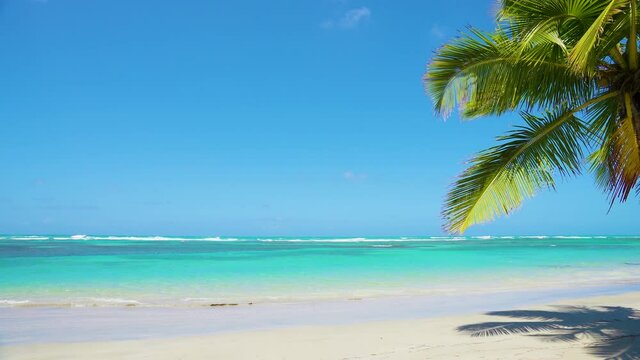 Wild palm beach Dominican Republic landscape. Beautiful palm trees on the beach.