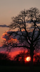 silhouette of tree at sunset