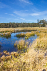 Yellow reed at the pond of nature area Drents-Friese Wold, Netherlands