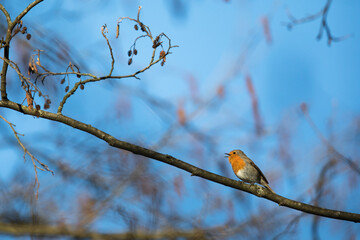 The European robin (Erithacus rubecula) known simply as the robin or robin redbreast