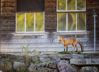 Obraz premium Red fox in its natural habitat - wildlife shot