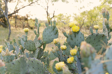 Prickly pear cactus blooming with yellow flowers on opuntia during spring in Texas landscape.