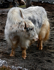 White domestic yak. Latin name - Bos grunniens and Bos mutus	
