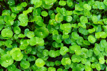 Freshness green leaf background texture