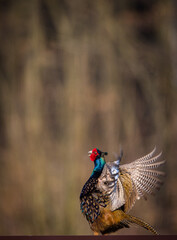 Common pheasant (Phasianus colchicus) in the grass. Male  pheasant during courtship with...