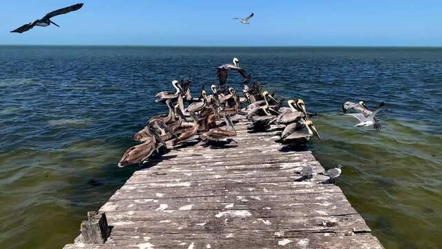 View of pelicans looking for fodd in Yucatan Mexico