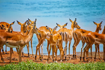 Group of wild African safari antelopes together in the grasslands of the Tsavo East in Kenya,...