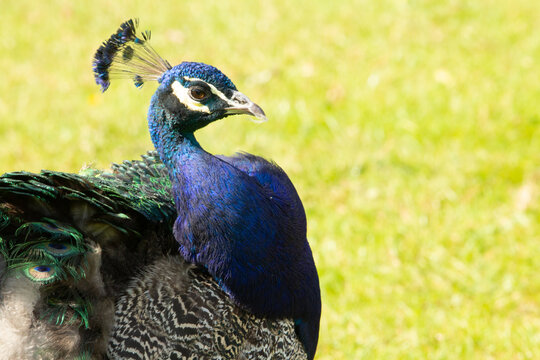Blue peafowl (Pavo cristatus) profile of a male blue peafowl with pale yellow grass in the background