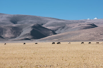 Yaks grazing on the grasslands of the Tibetan plateau