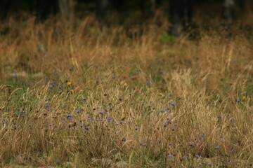 flowers in the grass
