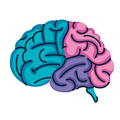 Fototapeta premium brain organ colors