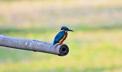 Kingfisher waiting for prey