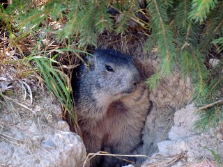 marmot