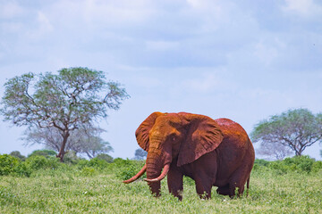Close up photo of red African elephant in Africa. It is a wildlife photo of Tsavo East National...