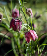 Purple chequered Snake's  Head Fritillary flowers grow in a suburban garden in Pinner, Middlesex UK. Photographed on a sunny day in early April.