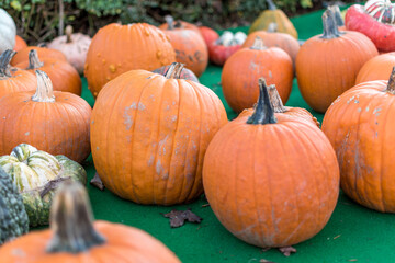 different pumpkins at the ground for selling at the market.