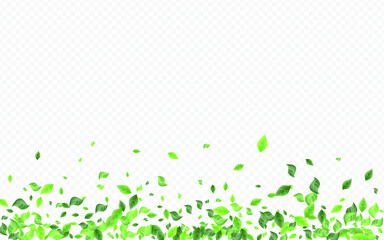 Lime Leaves Spring Vector Transparent Background Pattern. Herbal Leaf Branch. Green Foliage Flying Border. Greenery Blur Backdrop.