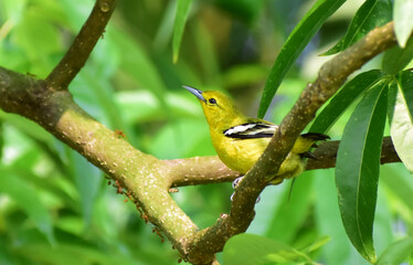 Little cute Iora looking for insects