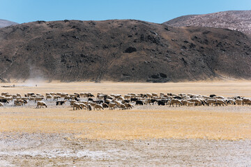 Fototapeta na wymiar Sheep grazing on the grasslands of the Tibetan plateau