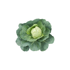 organic cabbage isolated on a white background