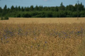 field of wildflowers