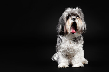 Adorable Bichon Havanese dog with bushy hair yawning