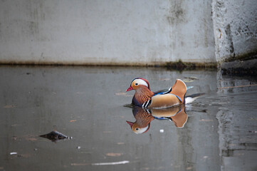 mandarin duck with reflection in the water