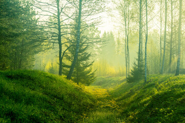 Fototapeta na wymiar A beautiful, green scenery of a roadside ditch with birch and spruce trees groving. Fresh spring leaves in the soft, diffused morning light. Springtime landscape of Northern Europe.