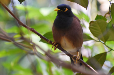 Common Myna sitting on a tree branch
