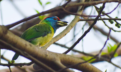 The cute little Blue throated Barbet sitting on tree branch