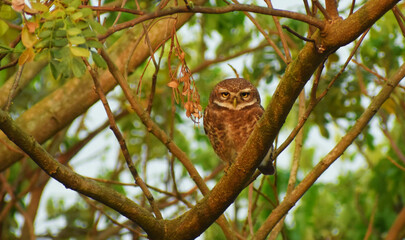 Cute Owl sitting on tree branch