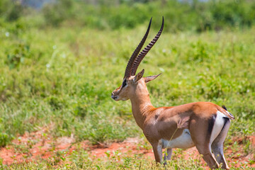 Antelope with big horns stands in the grass and chews in Tsavo East, Kenya. It is a wildlife photo from Africa.