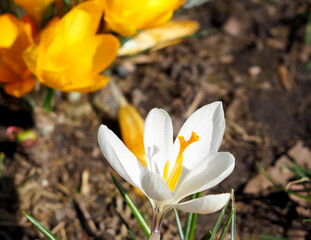 the white crocus flower grows next to the yellow buds in the park on a sunny day . side view . spring flowers