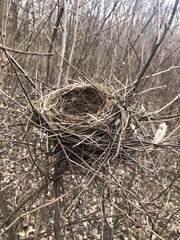 bird nest on tree