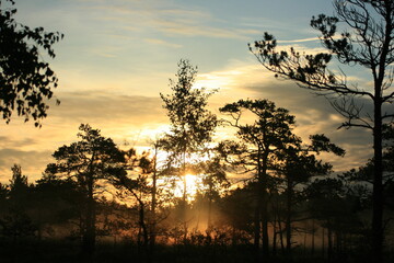 silhouette of a tree