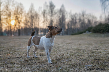 Young handsome jack russell terrier playing in the evening park.