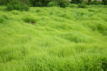 Grass. Fresh green spring grass with sunlight closeup.Soft Focus. Nature Background.