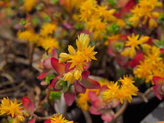 Fiori colorati, naturali trovati nei campi