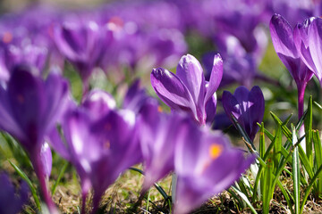 many small light lilac crocus flowers grow in the garden in sunny spring side view . park in Europe