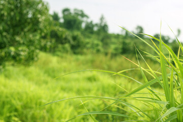 Grass. Fresh green spring grass with sunlight closeup.Soft Focus. Nature Background.